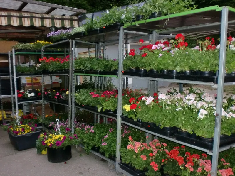 Regale mit Beet- und Balkonblumen im Freien
