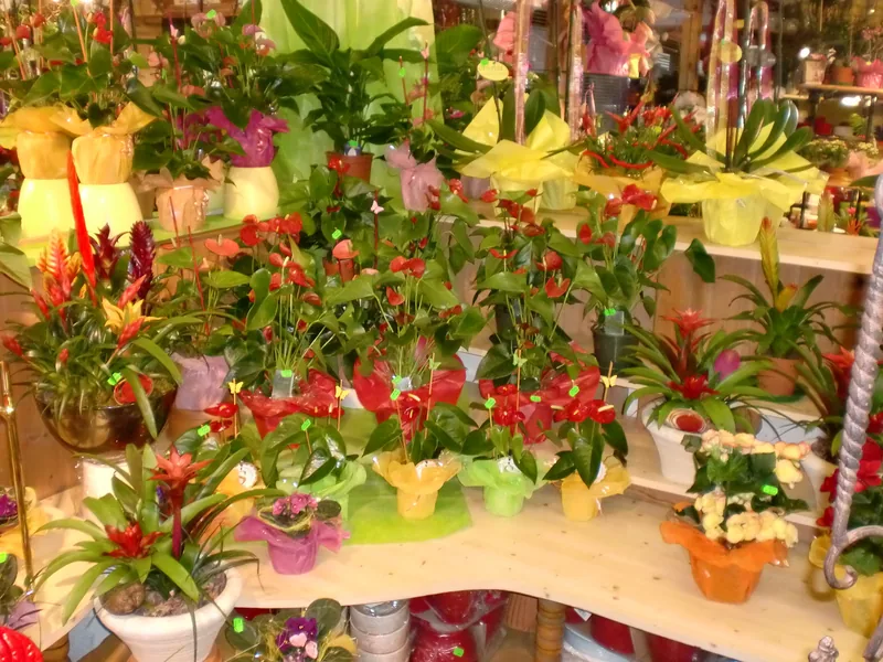 Tisch mit blühenden Bromelien und Topfpflanzen