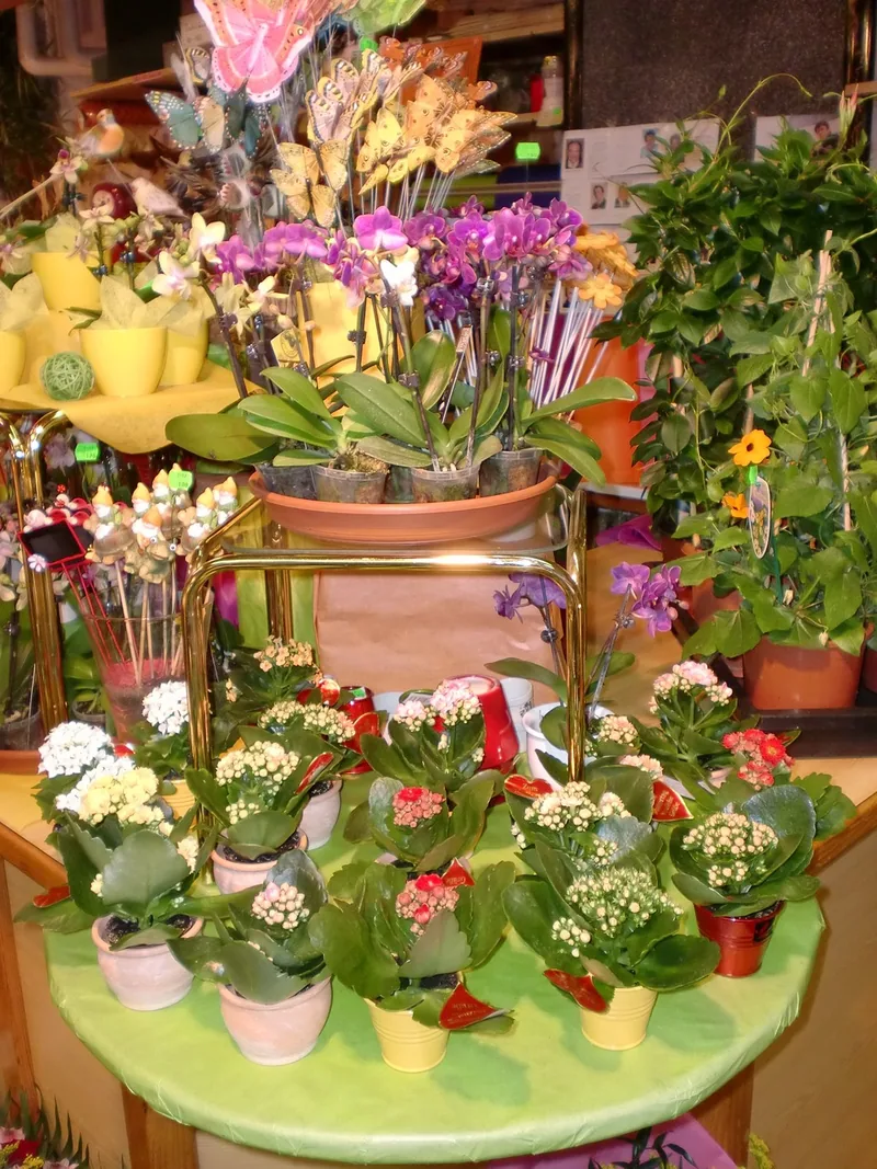 Orchideen und Kalanchoe auf einem runden Tisch im Laden
